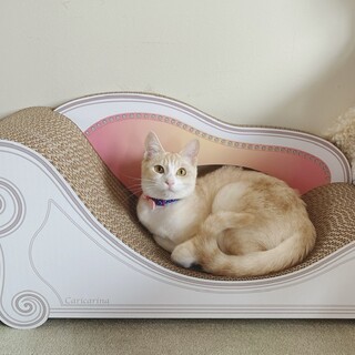 【他サイトにて決定】お転婆な美少女『チェルシー』