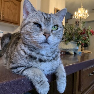 ショコちゃん保護猫アメショー♀