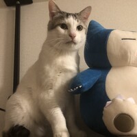 マリモ