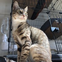 サクラ
