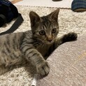 元気で食欲旺盛な子猫です！