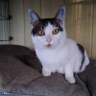 8か月半くらいオスの子猫の里親さん募集！