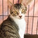 とにかく可愛い4ヶ月キジシロ男子♡ぶんた