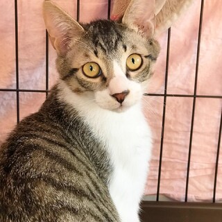 とにかく可愛い4ヶ月キジシロ男子♡ぶんた