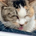 多頭飼い崩壊現場からの保護猫④三毛猫ちゃんメス