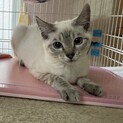 シャム系ブルーアイ沙羅♀