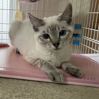 シャム系ブルーアイ沙羅♀