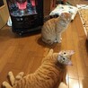 甘えん坊の茶トラ兄弟・兄です。 サムネイル2