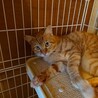 甘えん坊の茶トラ兄弟・兄です。 サムネイル4