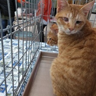 甘えん坊の茶トラ兄弟・弟です。