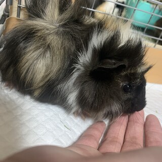 子モル里親募集(´･ ･`)