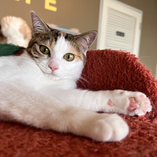 アイドル級の可愛さ『あぐり』