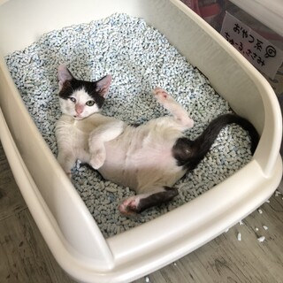 元気スイッチが切れない『うたﾁｬﾝ』