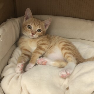 永遠の幼顔『サリー』