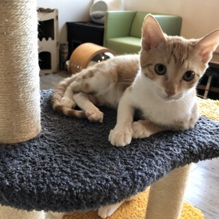 元気爆発っ娘『ナビィ』