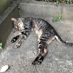 「流転の猫生　保護猫とらちゃん」サムネイル2