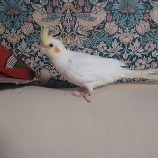 オカメインコ 生後3ヶ月(交渉中)