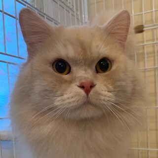 マサオくん保護猫マンチカン♂交渉中