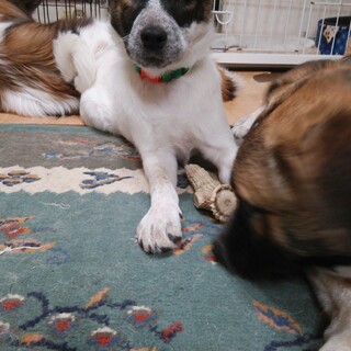 少し怖がりですが、可愛いりんちゃん