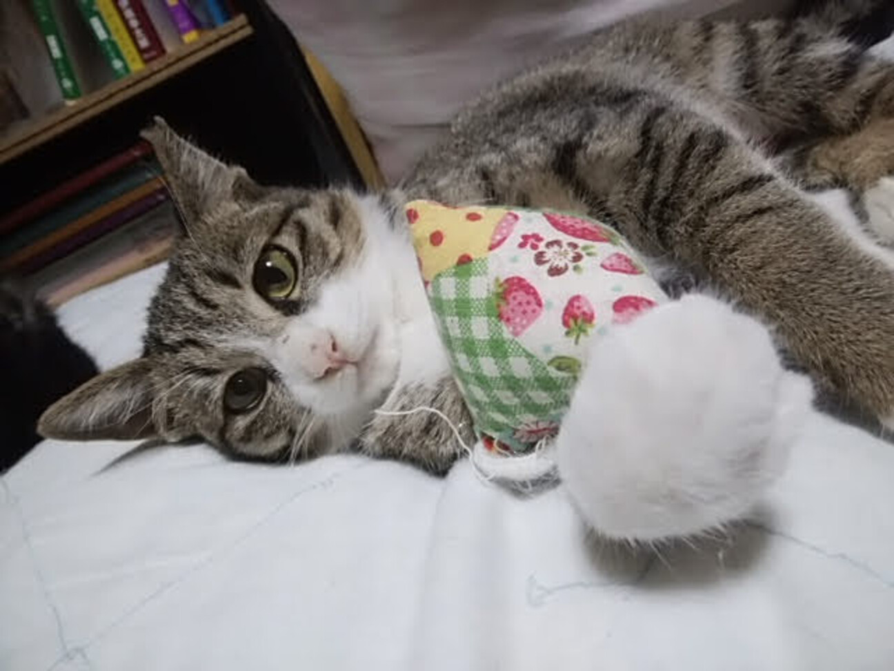 1匹飼い希望「ねずみ」ちゃん」大阪府 - 猫の里親募集(402573