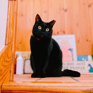 【他サイトにて決定】ヨーコちゃん