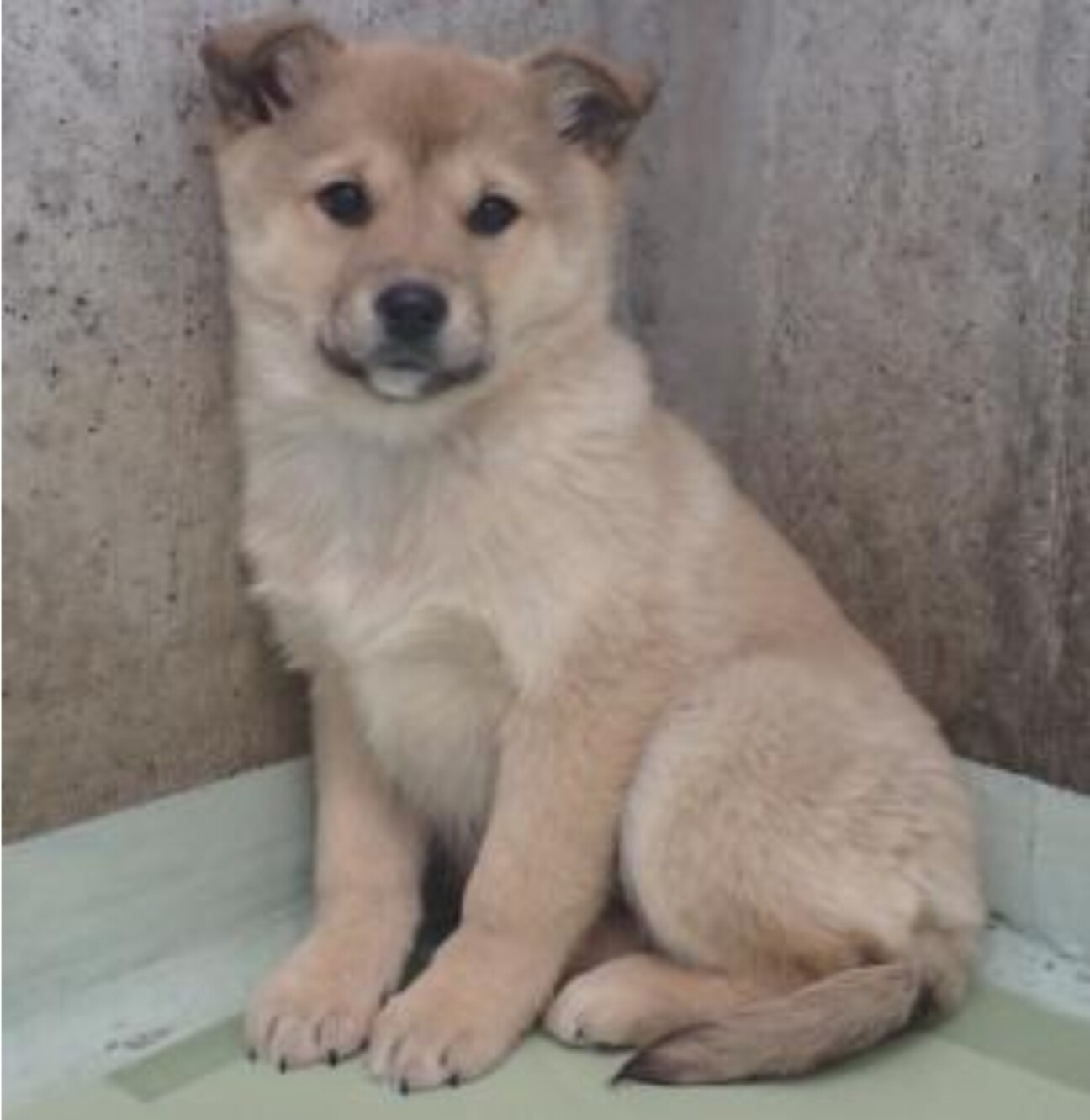 子犬のひなちゃん 岡山県 犬の里親募集 ペットのおうち 月間利用者150万人