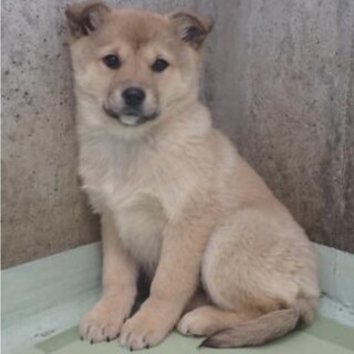 子犬のひなちゃん