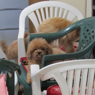 お目目が大きくお鼻が短いとっても可愛い子です。