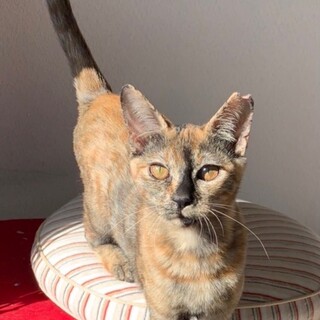 【トライアル決定!】募集一時停止