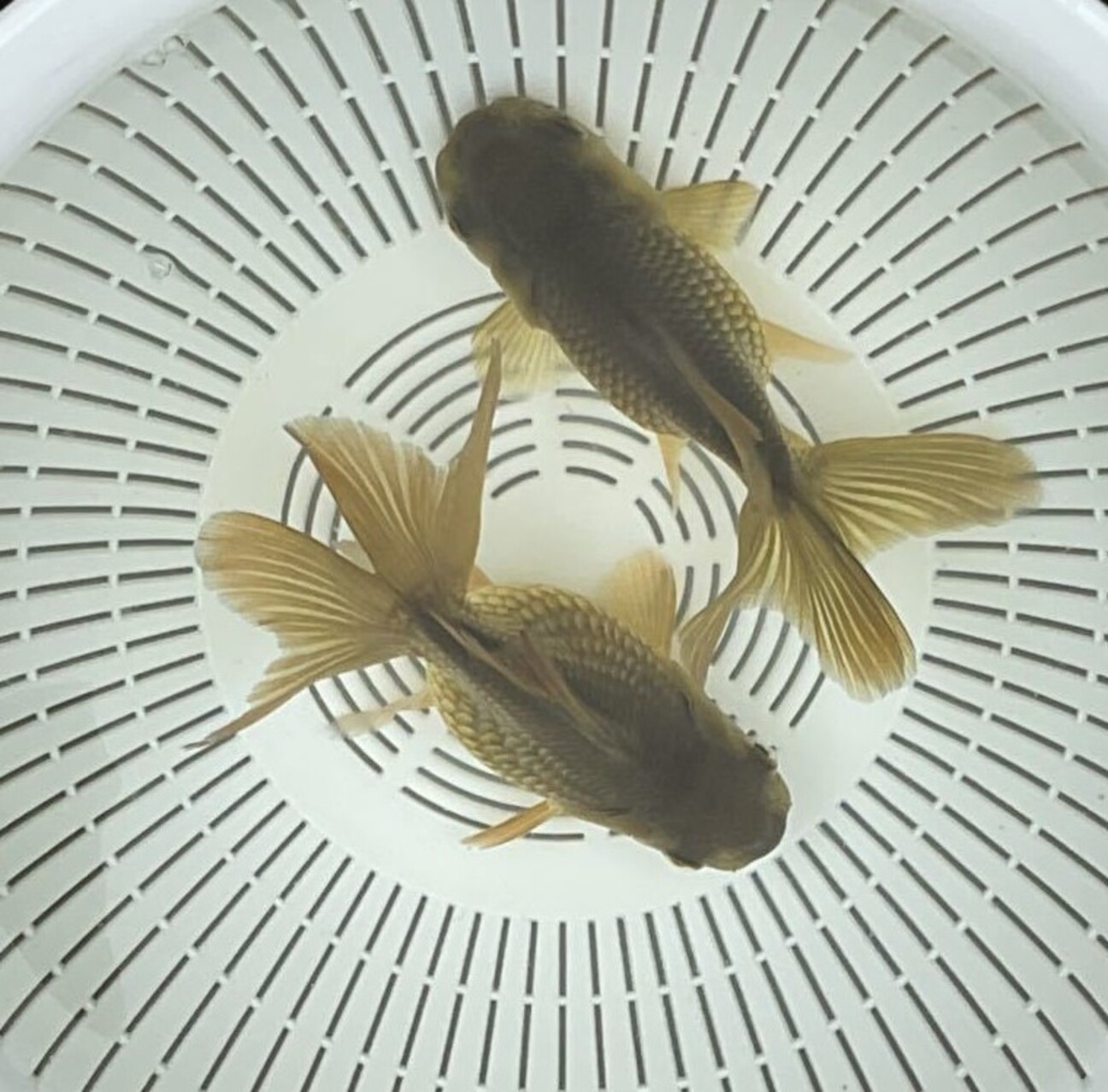 金魚の里親 ジャンボ金魚 いろいろ 3匹」山梨県 - 熱帯魚・観賞魚の里親募集