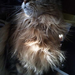 「電気猫ベルクさん毛先がピーン！(笑)」サムネイル2