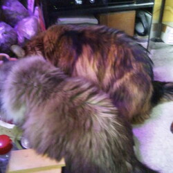 「電気猫ベルクさん毛先がピーン！(笑)」サムネイル3