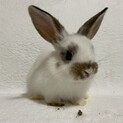 子うさぎ　1月1日生まれ