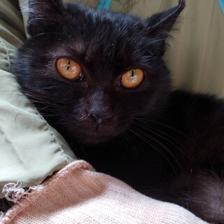 里親決定！黒猫たーちゃん♡