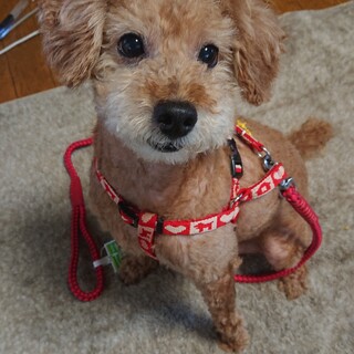 トイ・プードルの雄10歳です。