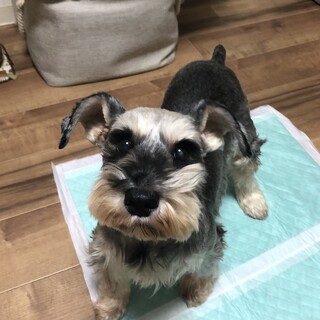 穏やかな性格で優しい女の子、てんちゃん♪