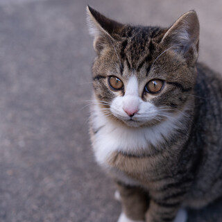 くつしたキジトラ：保護小猫の里親募集します。