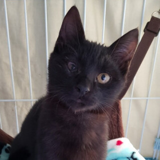 食いしん坊　虎屋ようかんくん♪