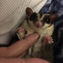 フクロモモンガ　3歳メス