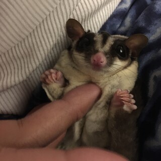 フクロモモンガ　3歳メス