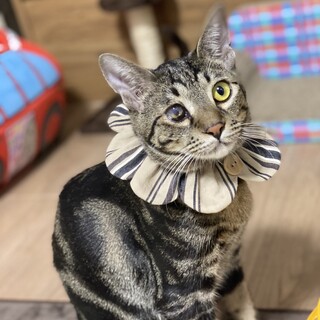 片目白濁あっても可愛さは100%!!!アメ君♡