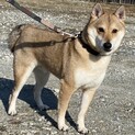 大人しい柴犬