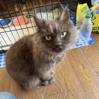 チョコレート色のもふもふ長毛猫くん