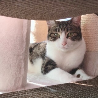 アメショ柄の雫ちゃん