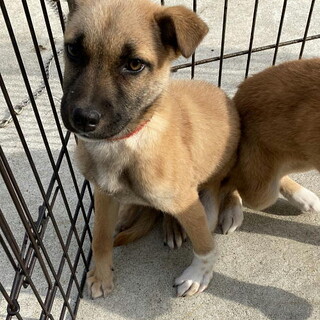 ムダ吠えもせず大人しいメス子犬