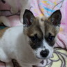 2カ月の女の子（雑種）おっとり系ひなたちゃん。 サムネイル1