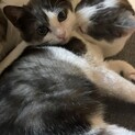 可愛い兄妹猫つくしとこごみ