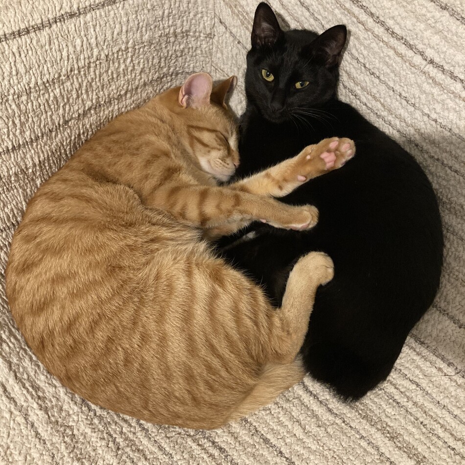 なっつのカバー写真