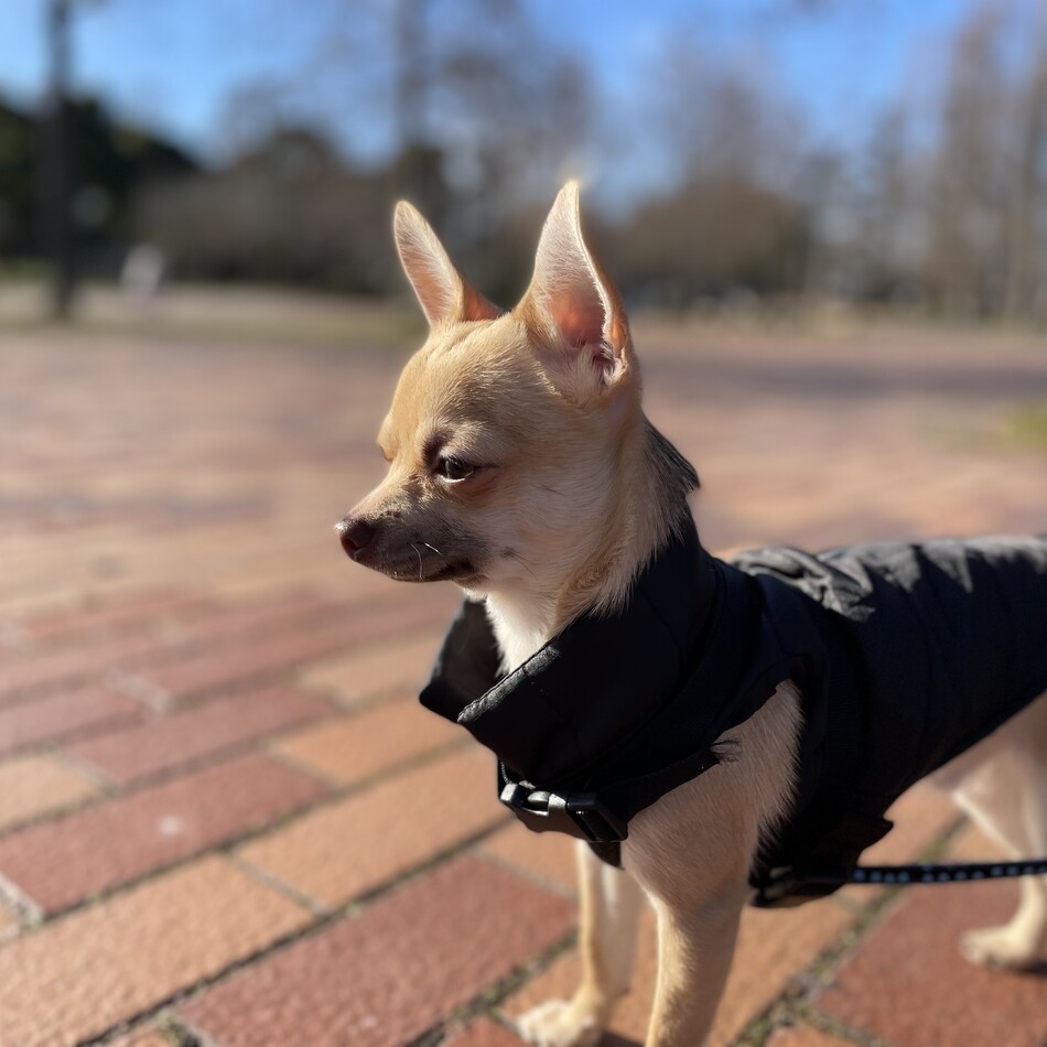 うにのカバー写真