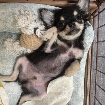 ババラム、